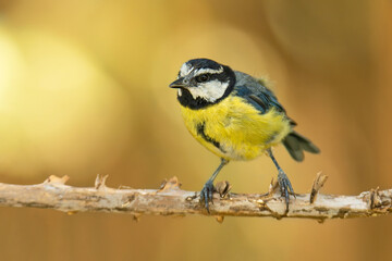 African blue tit (Cyanistes teneriffae), with a beautiful green coloured background. Colourful songbird with blue feathers sitting on the cactus. Wildlife scene from nature, Tenerife, Spain