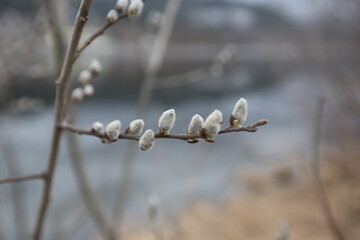 willow catkins in spring