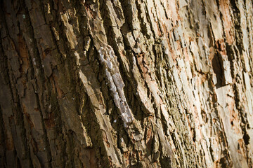 A detailed close-up of a tree trunk 5