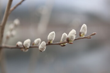willow catkins in spring