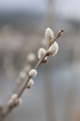willow catkins in spring