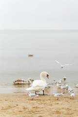 Schwäne und einige Möwen am Strand der polnischen Ostseeküste bei Swinoujscie im Winter