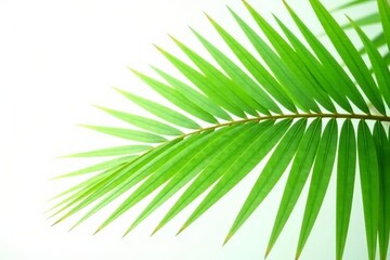 Obraz premium Close-up of a single coconut palm leaf against white background, tropical, exotic, plant