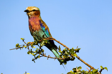 Lilac-breasted Roller sitting on a branch in Kenia