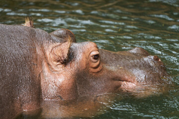 Flusspferd, Hippopotamus amphibius, schwimmt zur Abk&uuml;hlung im Wasser    