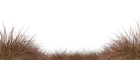 Dry grass weed bushes isolated on transparent backgrounds 3d render png file