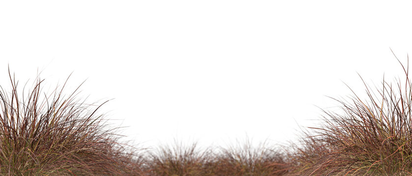 Dry grass weed bushes isolated on transparent backgrounds 3d render png file