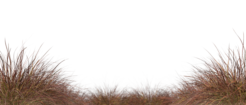Dry grass weed bushes isolated on transparent backgrounds 3d render png file