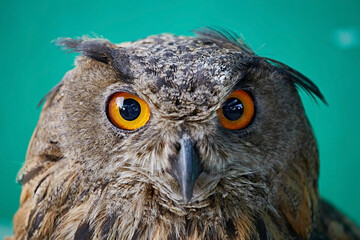 Close-up portrait of an owl on a green background