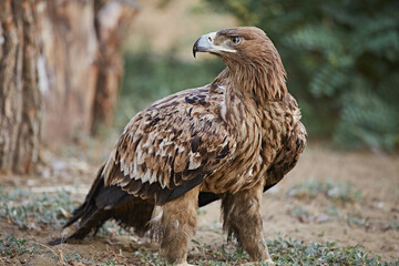 Hawk bird in wild nature background, close up