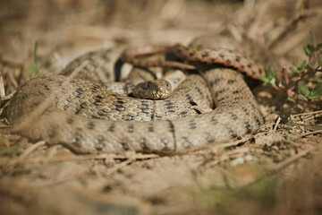 A snake in a ball lies on dry grass, dangerous animals
