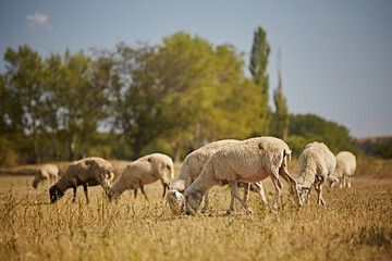 Obraz premium Sheep graze on dry grass against a backdrop of trees and blue sky