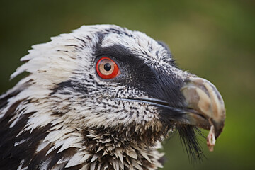 Bearded vulture bird, close up head portrait