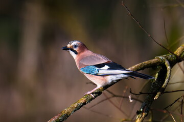 Eichelhäher bei der Futtersuche	