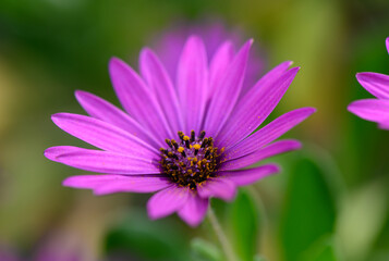 Fototapeta premium Vibrant purple flower blooms gracefully under a warm, sunny sky in a lush garden setting, showcasing nature's beauty and tranquility