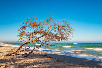 Umgestürzter Baum am Weststrand auf dem Fischland-Darß