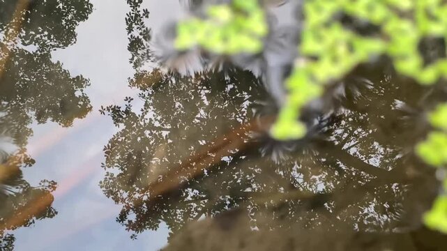 Common Duckweed and tree reflections on calm water surface with green floating clusters
