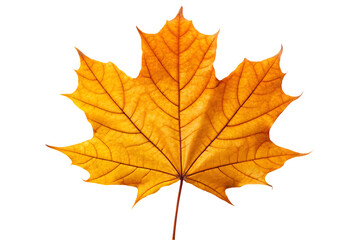 Vibrant Autumn Maple Leaf with Red, Orange, and Yellow Hues - Nature's Seasonal Beauty