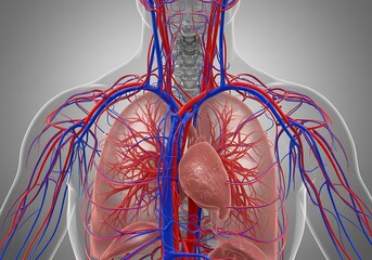 Visualizing Human Anatomy Lungs Heart and Circulatory System Illustration