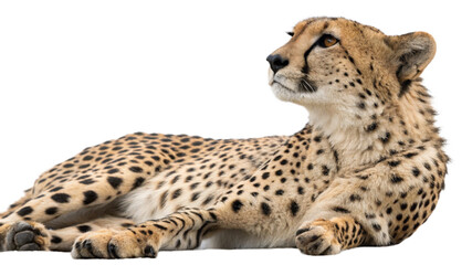 cheetah, isolated transparent background