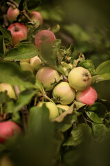 Juicy red and white apples ripen on a green leafy branch of a tree