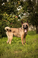 A large dog stands in an apple orchard with its tongue hanging out, waiting for its owners