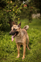 A large dog stands in an apple orchard with its tongue hanging out, waiting for its owners