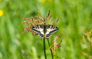 Papilio machaon