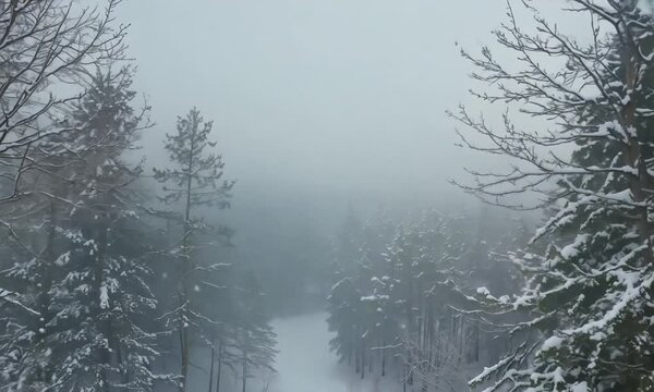 Fog in the forest on a cold winter cloudy day with first snow