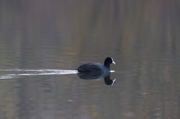 Coot in a pond, coot on a gray winter day, coot reflected in a dark pond, a dark day in winter, black waterfowl with a white beak, gentle waters without waves, Fulica atra on the lake