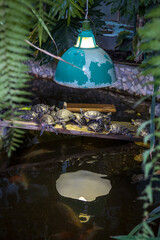 Naklejka premium Many water turtles on a board in a botanical garden are warming themselves under an old lamp. Photos of animals at home.