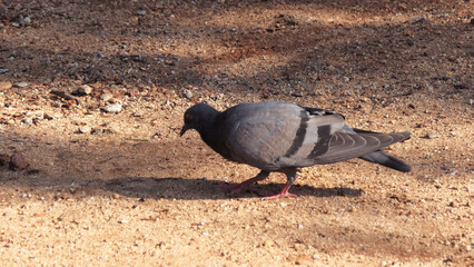 Fototapeta premium A lonely pigeon is searching for food on the ground