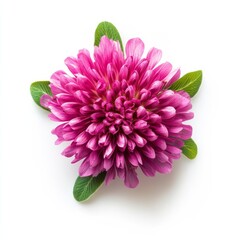 Isolated pink clover flower.