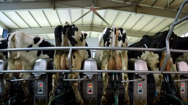 Modern Dairy Farming Automated Milking Machine