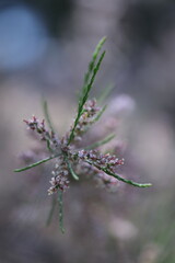 Fototapeta premium spring white flowers in the garden, spring flowers, white flowers, spring time, green background