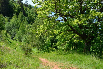 A scenic path through a lush green forest
