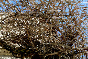 Branchages sans feuilles en hiver entrem&ecirc;l&eacute;s