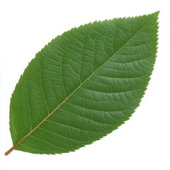 Obraz premium Fresh Green Leaf Isolated on White Background for Nature Use