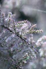 spring white flowers in the garden, spring flowers, white flowers, spring time, green background