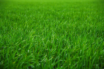 Obraz premium Green sprouts of winter wheat on the field