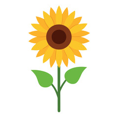 Sunflower on white background 