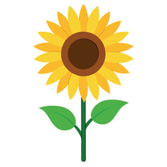 Sunflower on white background 