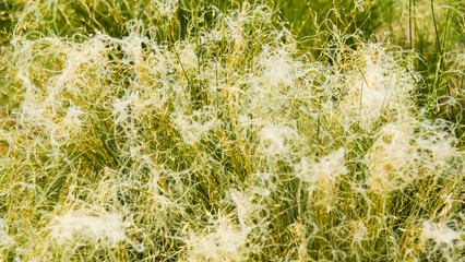 On a summer day, stipa in the steppe. A beautiful field. The grass twists in the wind.