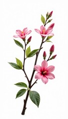 Three branches with leaves and flowers on a white background, branches, branch with flowers