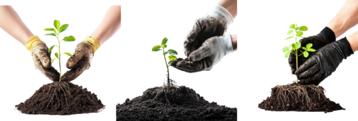 Eco-Friendly Gardening Practices: Nurturing Seedlings and Cultivating Sustainable Growth