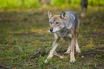 Wolf runs against the background of green grass