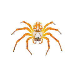 A beautiful golden orange and white spider displays its vibrant colors and intricate patterns while resting on a clean, white surface in nature.
