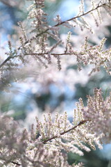 spring white flowers in the garden, spring flowers, white flowers, spring time, green background
