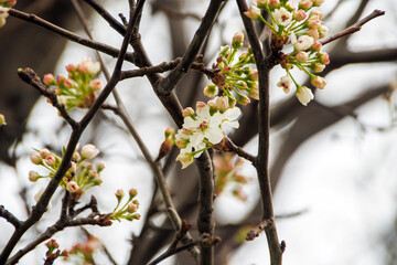 white  flowers in the spring