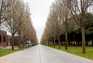 a row of trees in the park